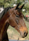 Cheval brun en photo